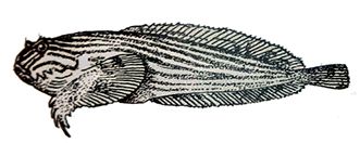 Liparis liparis_01.jpg